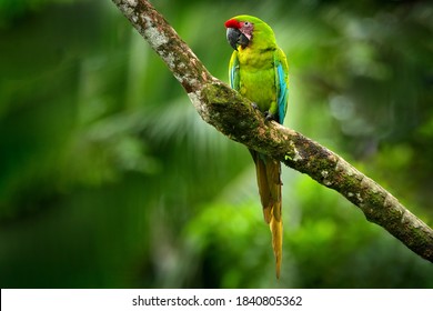 Parrot Great-Green Macaw on tree, Ara ambigua, Wild rare bird in the nature habitat, sitting on the branch in Costa Rica. Wildlife scene in tropic forest. Dark forest with green macaw parrot. - Shutterstock ID 1840805362