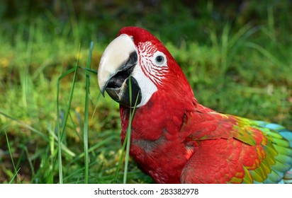 Parrot. Green Wing Macaw In Nature