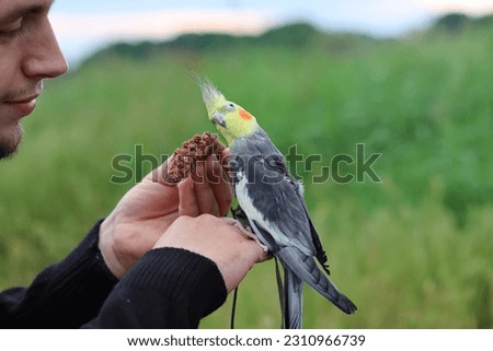 Parrot in a harness.Beautiful yellow cockatiel parrot.Bird training.Pet free range.Pet cockatiel.Bird sits on the hand.Exotic bird.Parrot walks in nature.Beautiful parrot.Pet care and upbringing.love