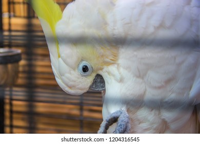 Parrot Head Tilted In Cage
