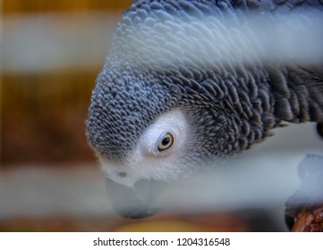 Parrot Head Tilted In Cage
