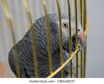 Parrot Head Tilted In Cage.