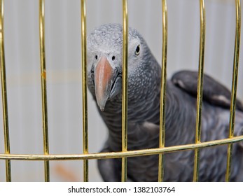 Parrot Head Tilted In Cage.