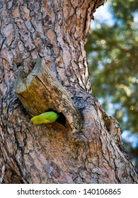 Parrot hiding in a pine tree