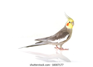 Parrot Isolated on White