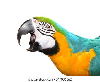 screaming parrot