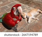 A parrot and a kitten from Bolivia spending time together. The kitten is basking in the sun and almost falling asleep. It shows that the friendship can be formed even where there are big differences.