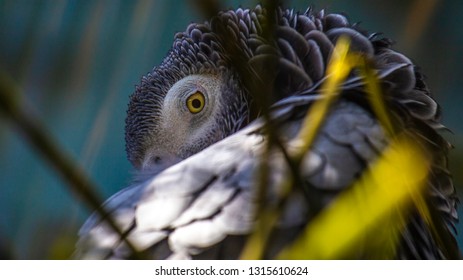 parrot with blown pupil
