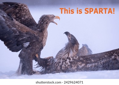 Parrot Memes,This is Sparta meme. Funny Eagles attaching each other.