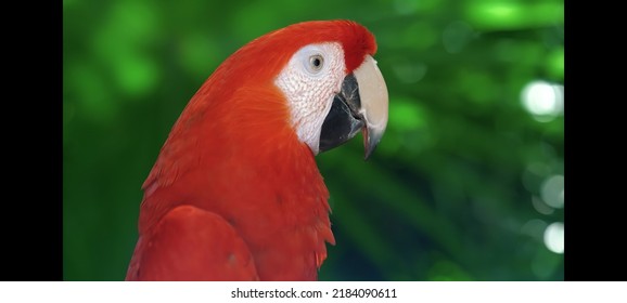 Parrot In Nature 4k Picture