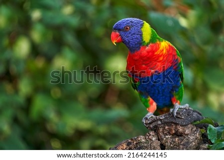 Parrot in the nature habitat. Rainbow Lorikeets, Trichoglossus haematodus, colourful parrot sitting on the branch, animal in the nature habitat, Australia. Detail close-up portrait of 