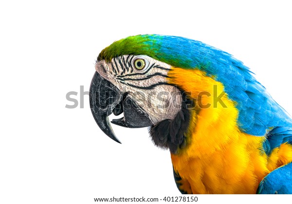 Parrot On White Background Stock Photo Edit Now
