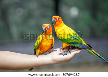 Parrot on woman hand in park