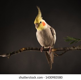 Parrot Perched. Adorable Fluffy Cockatiel. isolated on black background, copy space.