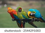 Parrot perching on a perch or parrot perching on a tree, cute playful macaw perched and standing Colourful parrot perched