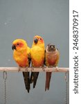 Parrot, pet bird, peach-faced lovebirds