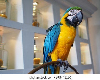 A Parrot As A Pet Showing At A Hotel Lobby