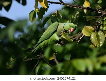 Parrot Photos, Download The BEST Parrot Stock Photos  HD Images Pexels 