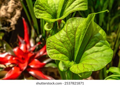 Parrot pitcher plant, Sarracenia psittacina. - Powered by Shutterstock