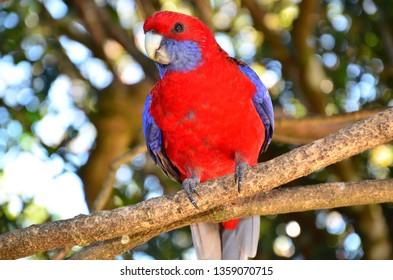 Parrot, Queensland, Australia