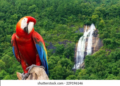 Parrot In The Rainforest With A Waterfall.