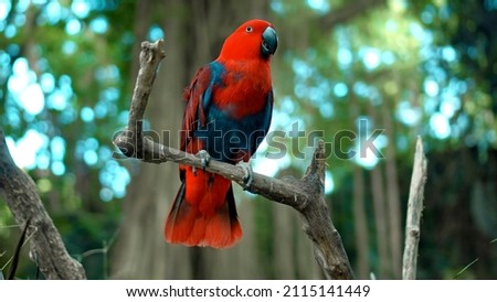 Parrot red Eclectus roratus with green feathers in the usual habitat with green grass and sprawl sits on a wooden branch