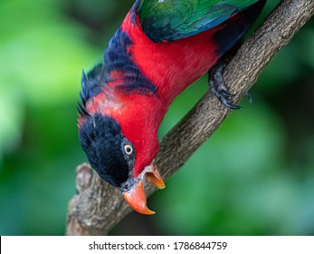 A Parrot With Red Feathers Opens Its Beak