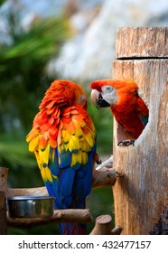 Parrot Scarlet macaw on green natural background Colorful macaws on the tree 