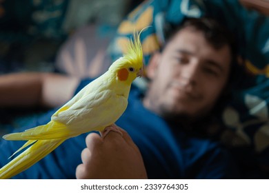 parrot sits on hand.Beautiful photo of a bird.Funny parrot.Cockatiel parrot.
				Home pet yellow bird.Beautiful feathers.Cute cockatiel.Home pet parrot.A bird with a crest.Natural color.Birdie.hand bird