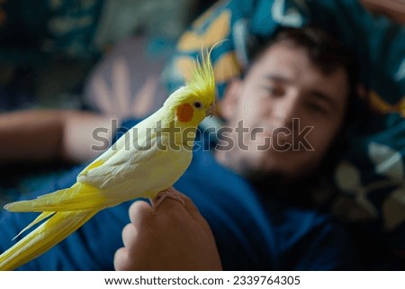 parrot sits on hand.Beautiful photo of a bird.Funny parrot.Cockatiel parrot.
Home pet yellow bird.Beautiful feathers.Cute cockatiel.Home pet parrot.A bird with a crest.Natural color.Birdie.hand bird