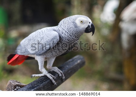 A parrot sits on a perch
