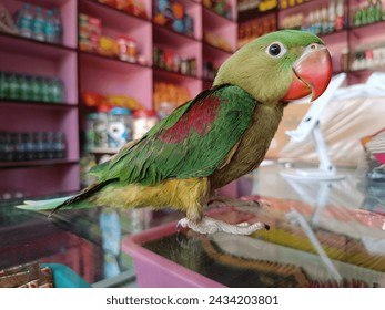 Parrot Sitting On Glass Table Looks Awesome In Blur Background. 
