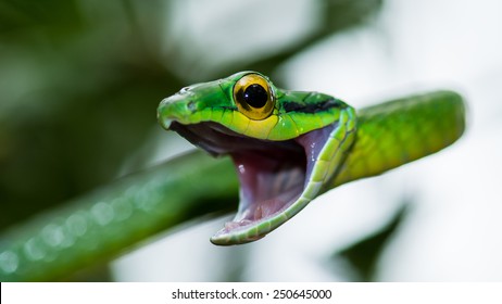 1,464 Green Snake Rainforest Isolated Stock Photos, Images ...