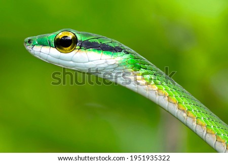 Parrot snake  Satiny Parrot Snake  Leptophis depressirostris at Tropical Rainforest at Corcovado National Park  Osa Conservation Area  Osa Peninsula in Costa Rica  Central America