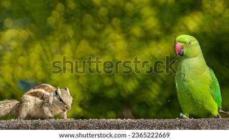 A Parrot and Squirrel in discussion