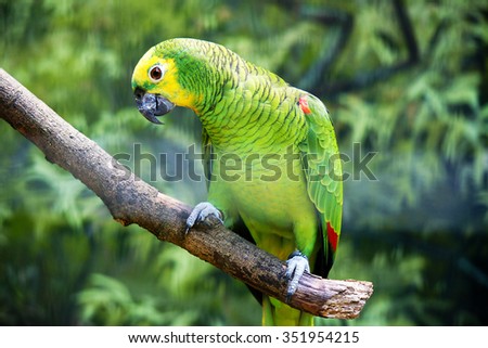Parrot standing on a branch
