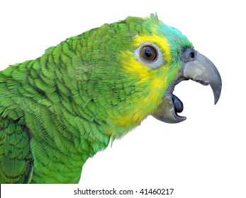 Parrot Talking