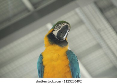 Parrot Tilting Head