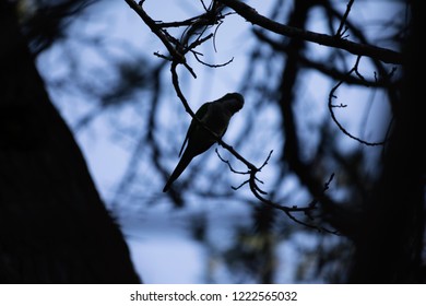 parrot in a tree