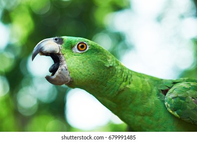 Parrot Trying To Bite. Open Beak Of Green Parrot Close Up