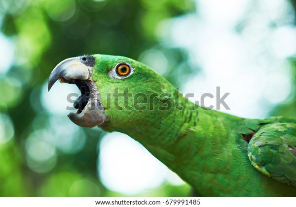 Parrot\
trying to bite. Open beak of green parrot close\
up