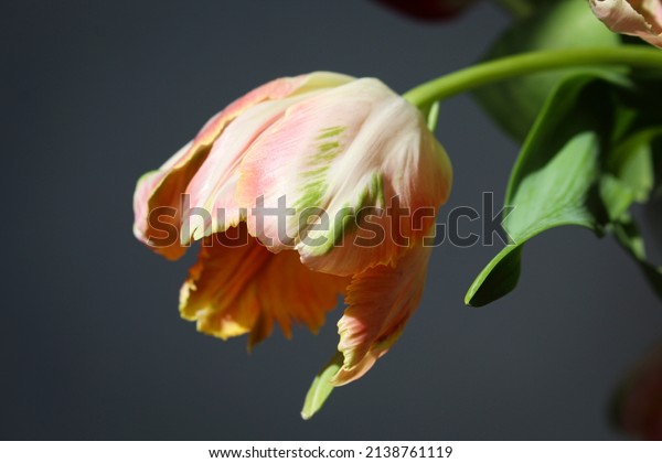 Parrot tulip\
apricot orange keukenhof sun\
shadow