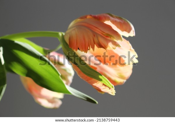 Parrot tulip\
apricot peach flower blossoming\
bloom