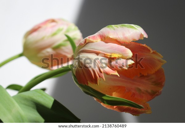Parrot tulip\
apricot peach orange shadow sun\
spring