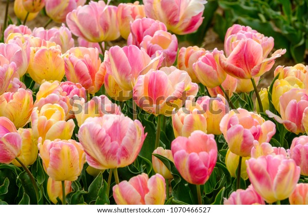 Parrot tulips (apricot parrot) color orange pink,\
close up.