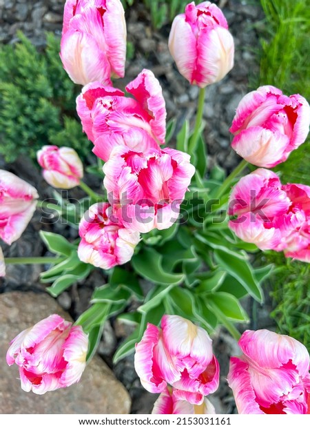 Parrot tulips (apricot parrot) color white pink, in\
the garden, close up