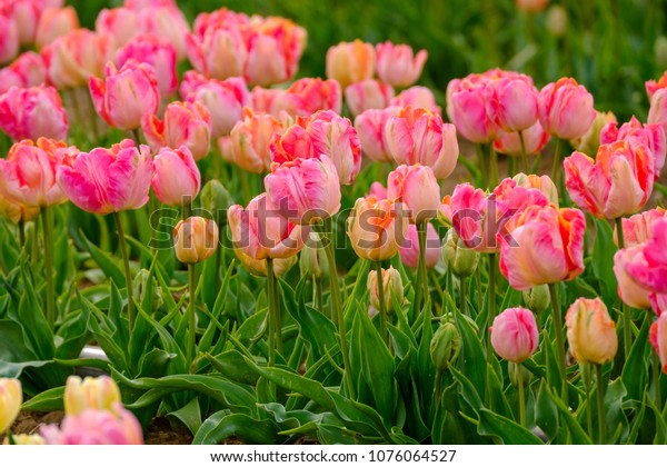 Parrot tulips (apricot parrot) orange pink color\
close up.