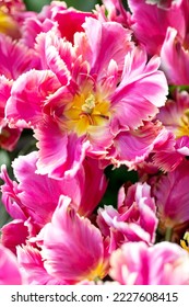Parrot tulips flowers, closup background 
