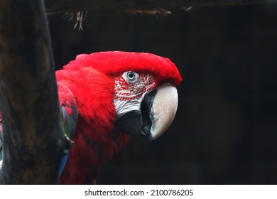 A Parrot In The Warsaw Zoo.