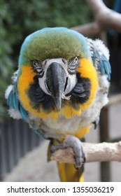 Parrot, zoo Colorfull